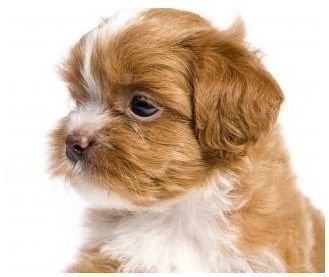 Havanese