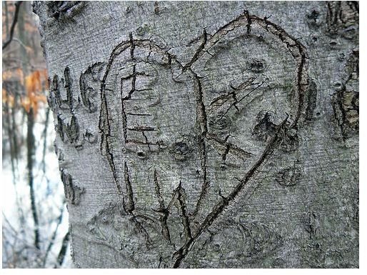 Photographing Tree Carvings: Tips on Photographing Arborglyphs