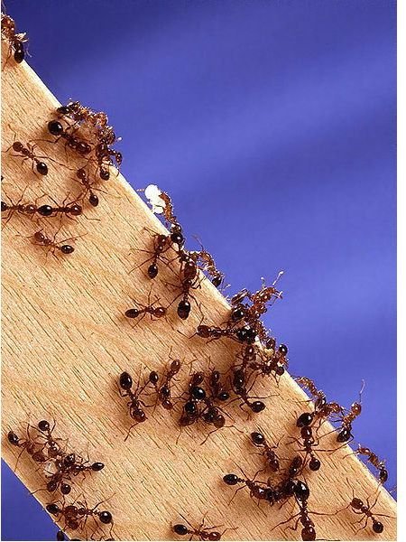 How to Get Rid of Fire Ants: What are the Most Environmentally Safe Methods for Killing Fire Ants?