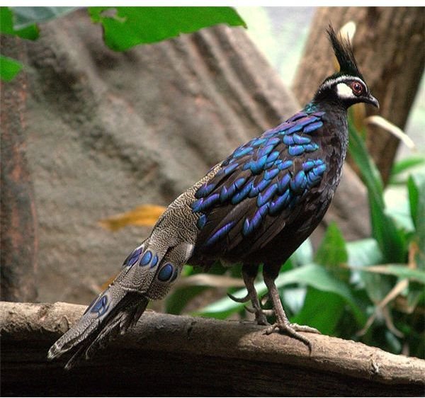 652px-Palawan Peacock Pheasant - male