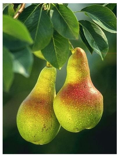 Health Benefits of Pears (image in the public domain)