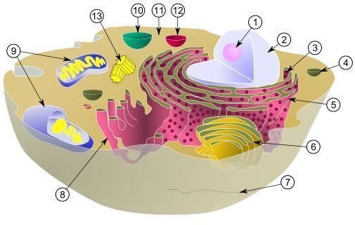 Fun Facts About Eukaryotes and Prokaryotes: Similarities & Differences