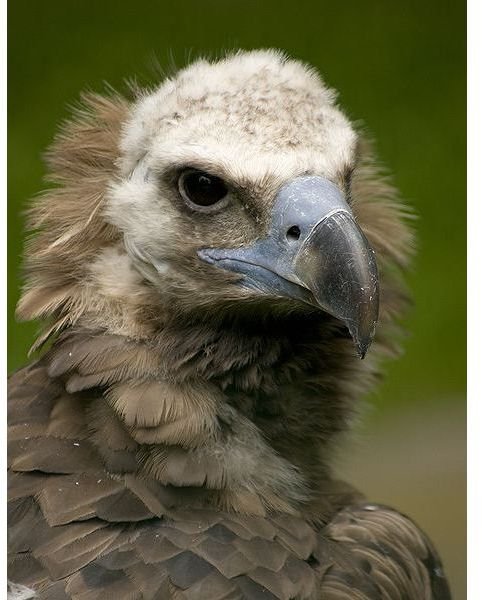 Animal Diversity: Old and New World Vulture Phylogeny