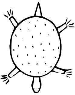 Turtle Drawing