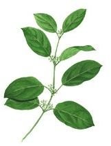 Gymnema Sylvestre Side Effects and Benefits
