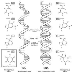 The differences between RNA and DNA.