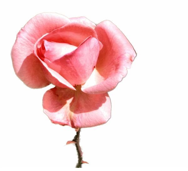 Rose Transparent Background