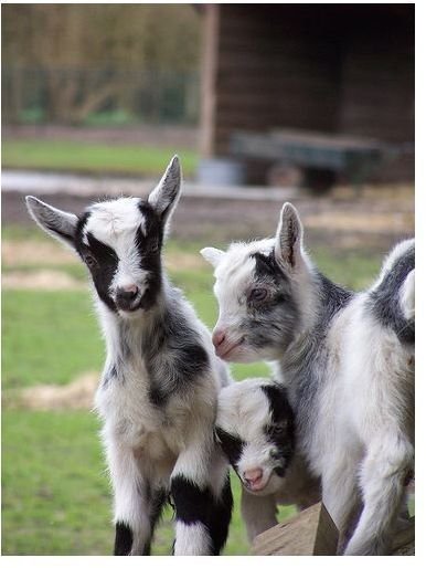 Getting Prepared For Raising Goats In Your Back Yard: How to Raise Your Own Goats