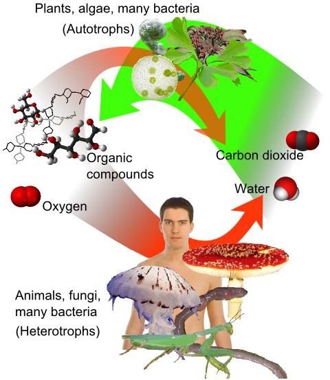 Basic plant metabolism