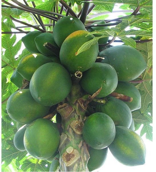 What is Papaya Good For? Papaya Fruit Health Benefits, Nutrition Info & More on the Fruit of the Angels