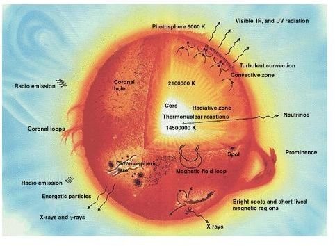 A Cross Section of the Sun