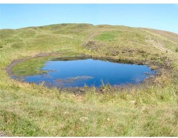 Teaching About Pond Habitat: Lesson & Activity Ideas