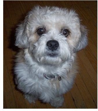 Dandie Dinmont Terrier