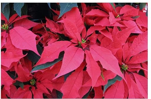Kids' Christmas Paper Craft:  How to Make a Paper Poinsettia