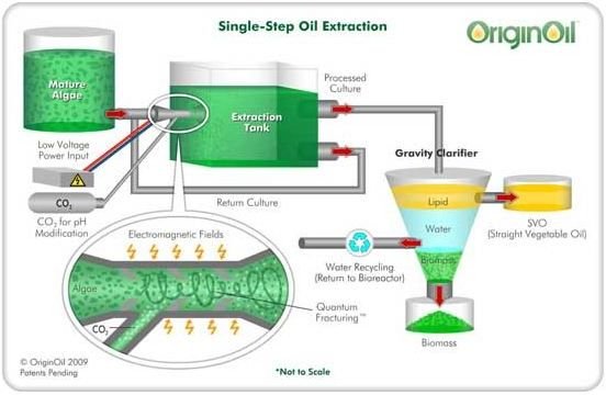 single step oil extraction method