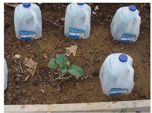 Recycle Milk Jugs in the Garden - Milk Jug Drip Irrigation