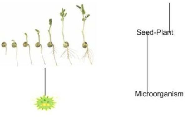 Tropical Rainforest Food Chain- Autotrophs and Heterotrophs