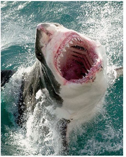 Information on Shark Attacks: Deadly Shark Attacks