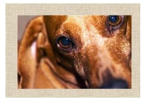 Sad Eyed Dog Sympathy Card