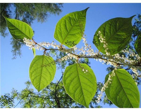 Edible Weeds - List of Weeds You Can Eat & Tips on How to Prepare Them