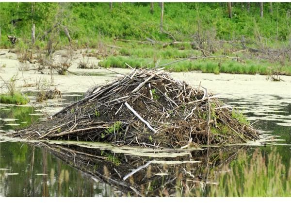 How Beavers and Spiders Inspire Architects