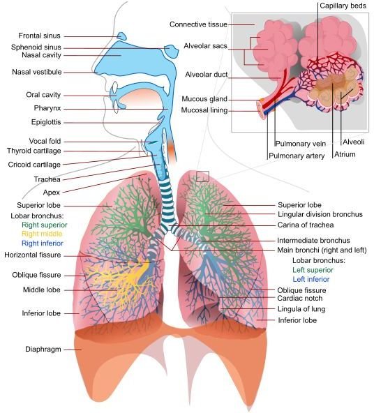 Fun Respiratory System Facts: Learn How Your Body System Works and What it Does