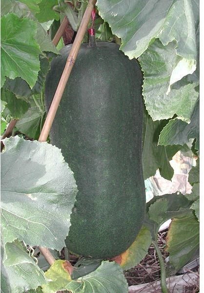 Winter melon is wonderful for the summers