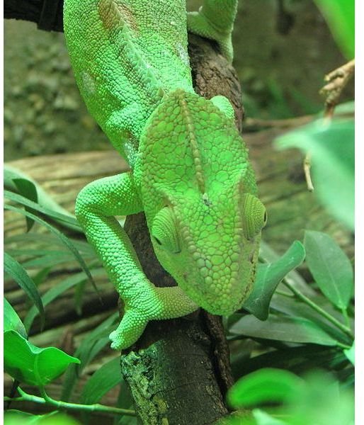 green lizard