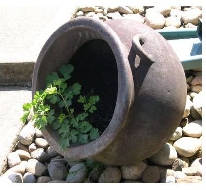 You can choose decorative containers to make your garden look more interesting. 