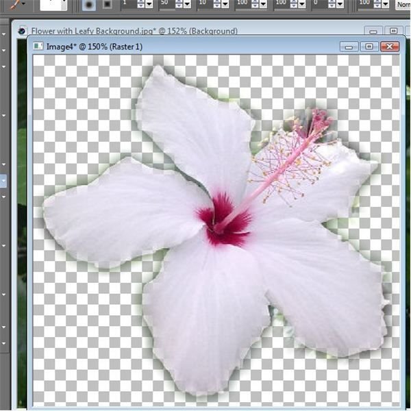 Flower with Blurred Selection Effect Applied
