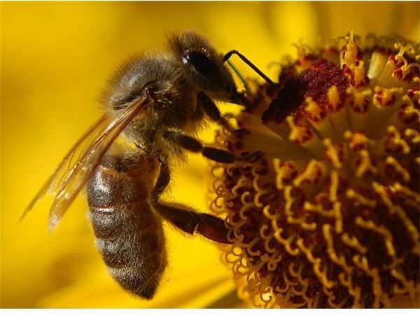 Bee Pollinating Sunflower