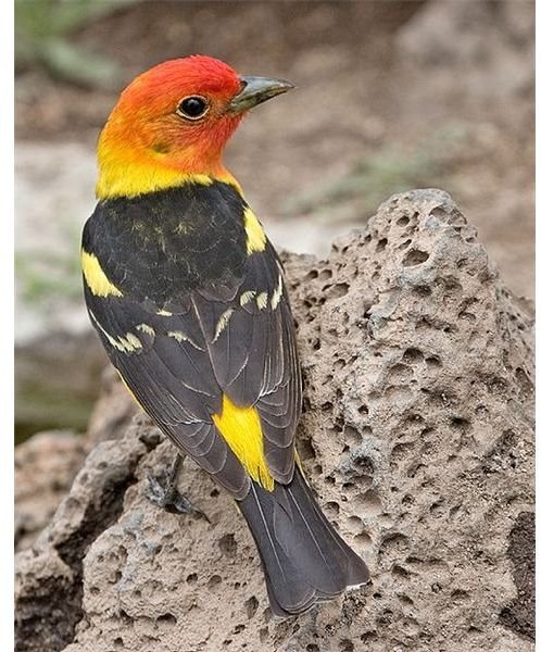 Male Western Tanager
