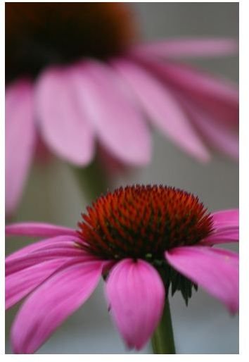 echinacea