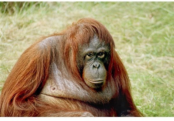 800px-Orangutan-bornean