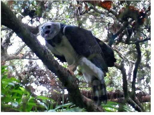 Conserving the Harpy Eagle Population: How They Became Endangered