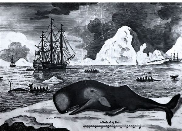 The Impact of Whaling: Ancient to Present Trends in Killing Whales