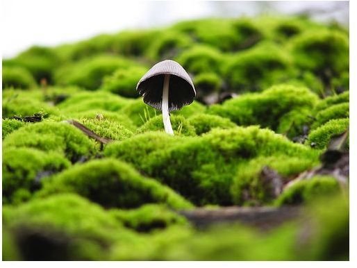 How to Photograph Mushrooms