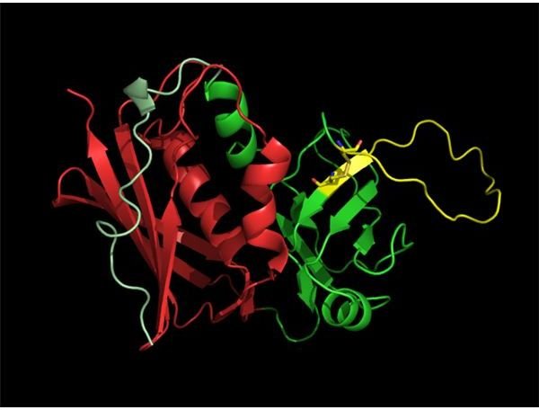 Superantigen