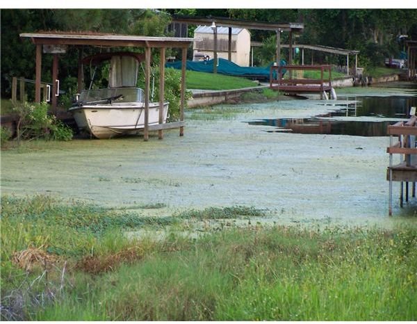 What is Eutrophication?  A Look at The Meaning of Eutrophication