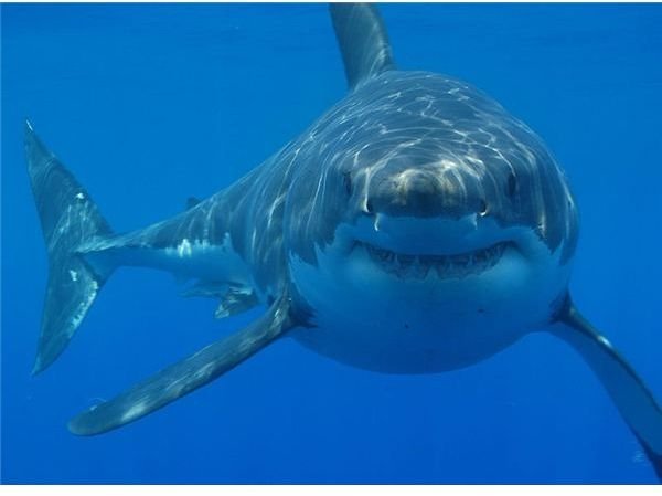 Facts About Great White Sharks: Find Interesting Information on this Amazing Fish