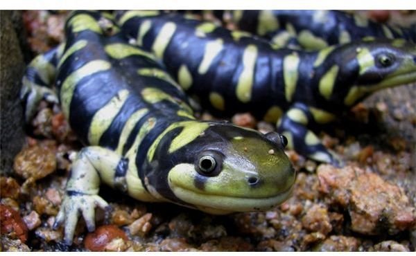 Tiger Salamander Fun Facts: Learn about this North American Amphibian