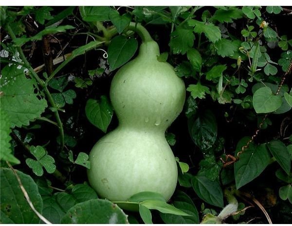 What are the Health Benefits of Bottle Gourd and Its Juice?