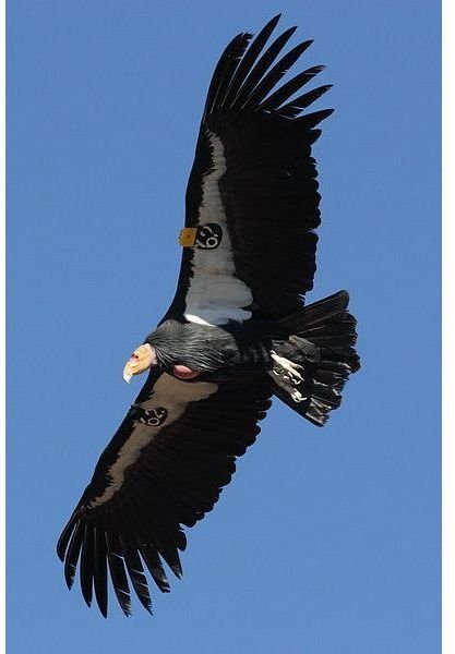 California Condor Endangerment: Learn the Environmental & Man-made Threats to the Species