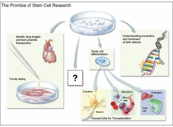 Stem-Cell