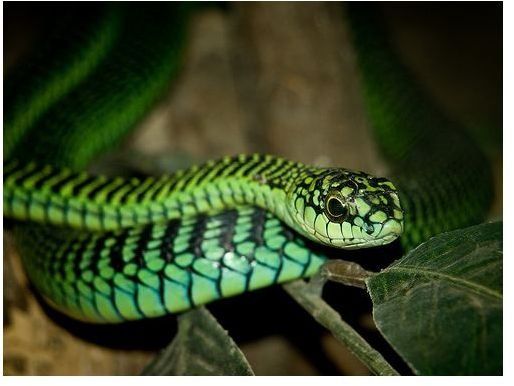 Photographing Snakes: Learn Tips & Techniques on How to Master Snake Photography