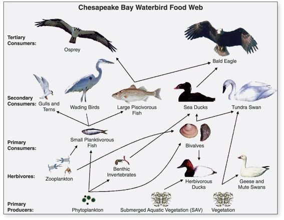 Chesapeake Waterbird Food Web
