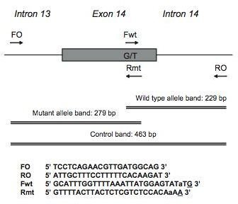 Figure 2 - Diagram of the ARMS-PCR assay. 