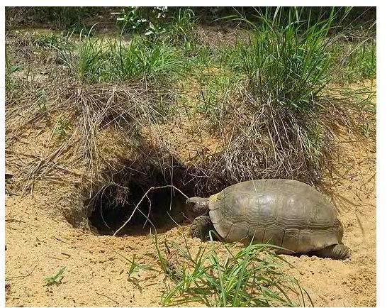 Gopher tortoise entering its burrow
