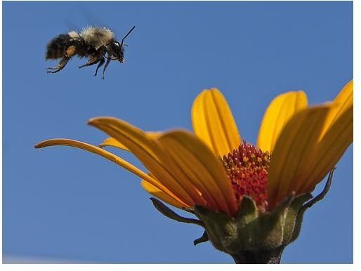 Flying Bee