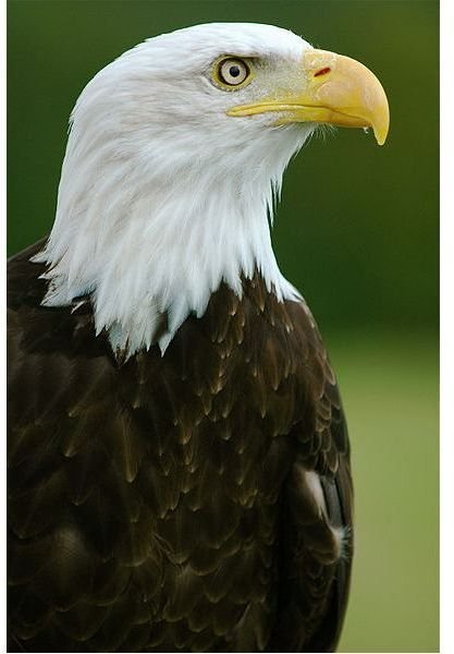 Awesome Facts about the Bald Eagle